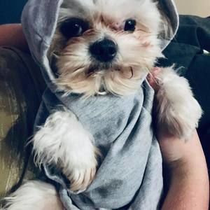 Meet your Posher, Guizmy